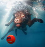 cane sott'acqua