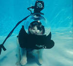 gatto sott'acqua