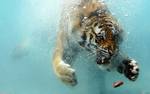 tigre sott'acqua