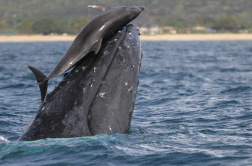 foto-incontro-balena-delfino-c
