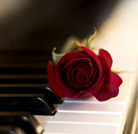 rose-on-piano