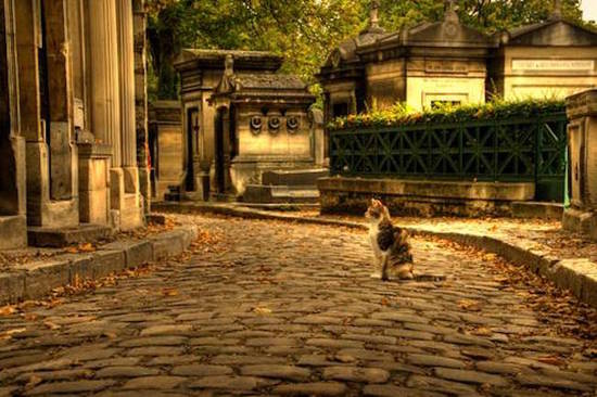 chat-pere-lachaise-paris[1]