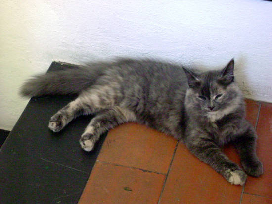 Isabeau, siberian cat