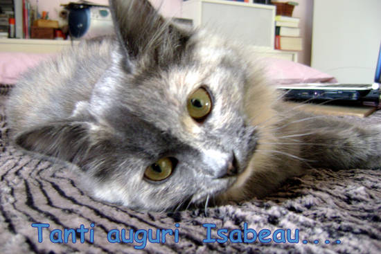 gatto siberiano, Isabeau