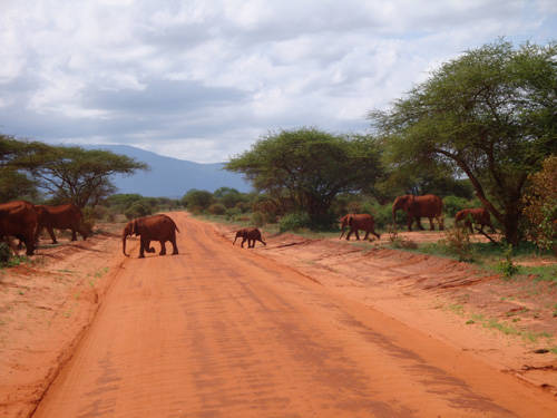 Elefanti al Parco Tsavo Est - 