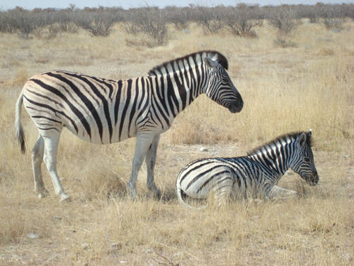 Parco Etosha in Namibia
