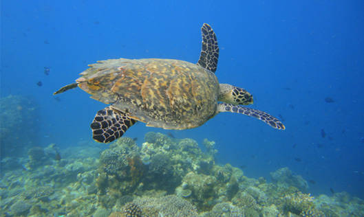 Tartaruga - Maldive