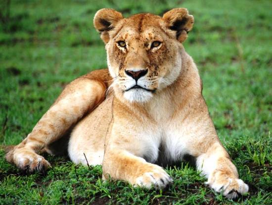 Kenya, una leonessa di nome El