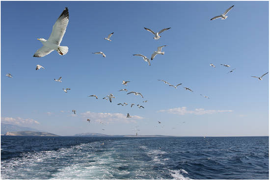 Tra lo spazio infinito e noi, un passaggio segreto, un mare, due cuori, un sussulto, lassù più in alto. Là in nessun dove senza più nessun timore oltre i confini della consapevolezza, io e te increduli, sospesi nell'aria... Ora mi devo fermare non riesco a scrivere tu sai il perchè... E' il nostro segreto, e tra dolci ricordi ti soffio d'immenso.Francesca@