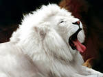 leone albino