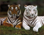 tigri 1