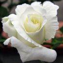 rosa_bianca = amore puro