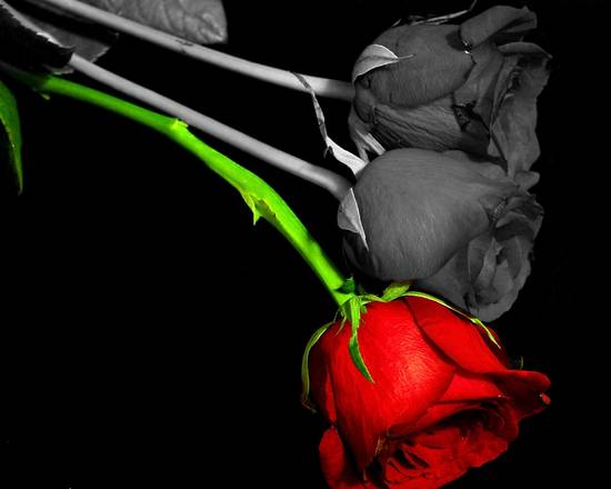 rose