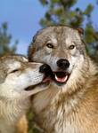 graywolf03lovelycouplelg7