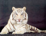1069~Sguardo-di-tigre-bianca-P